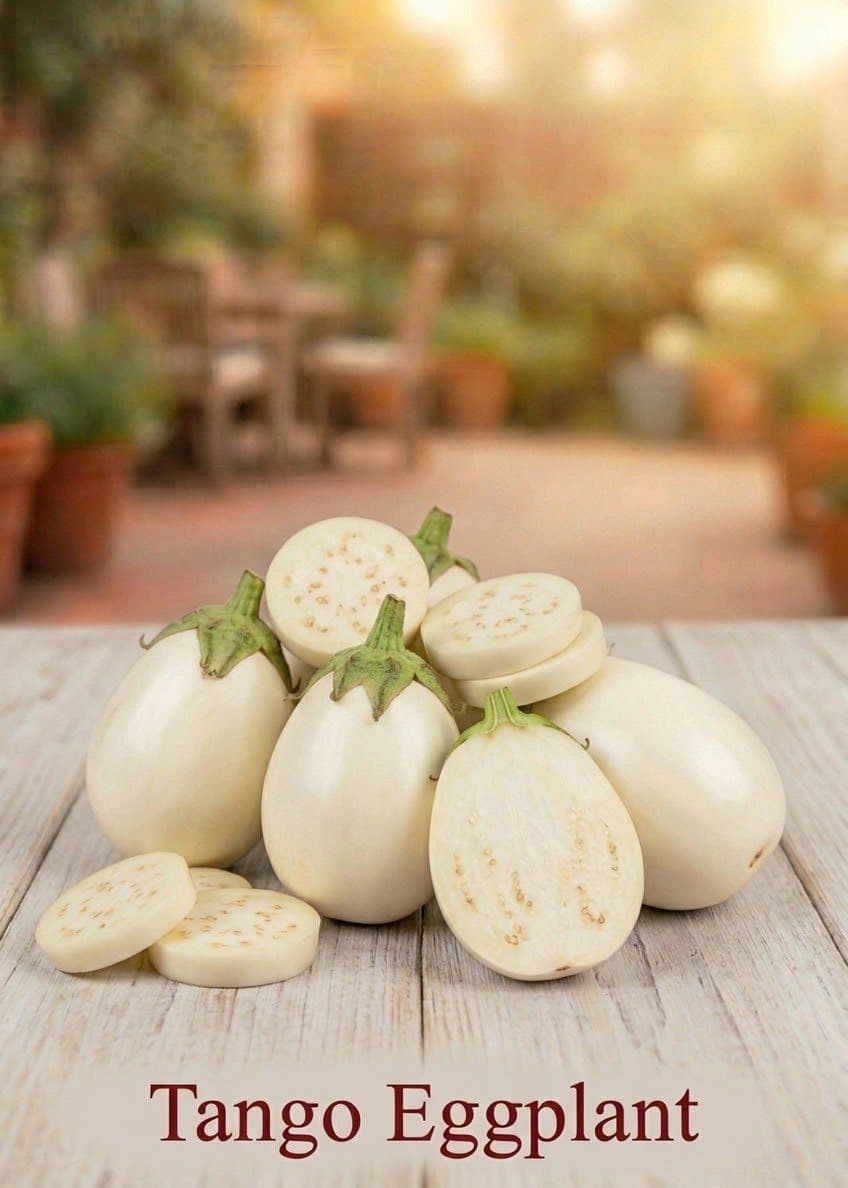 Tango Eggplant